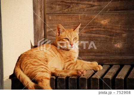 縁側の猫 縁側の猫 752908