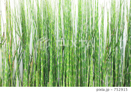 白壁の前の砥草 752915