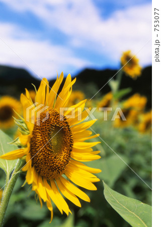 夏のひまわり 夏のひまわり 753077