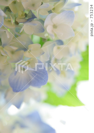 紫陽花　ハイキー 753234