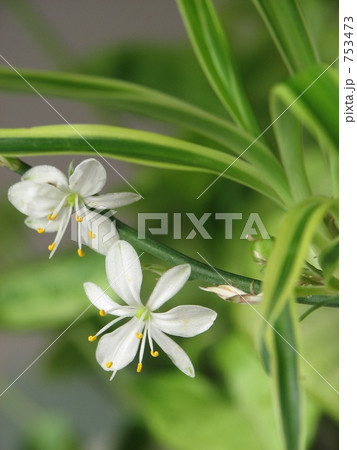 オリヅルランの花 753473