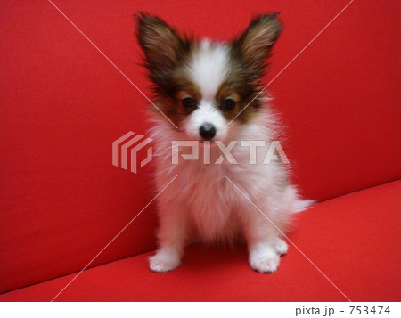 パピヨン⑦ 753474