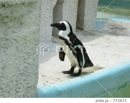 ケープペンギン ケープペンギン 753815