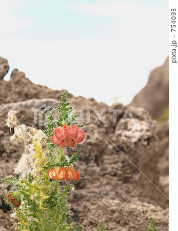 砂漠でひっそりと咲く毒花カイオフィラの写真素材