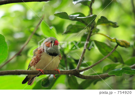 枝にとまっているキンカチョウ 枝にとまっているキンカチョウ 754920