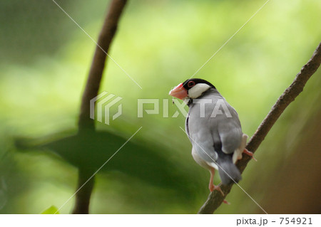 振り返る文鳥 754921