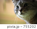 猫ちゃん 猫ちゃん 755202