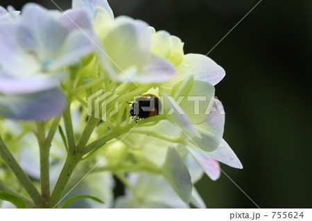 てんとう虫の雨宿り 755624