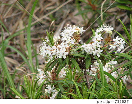 エゾイソツツジ　高山シャクナゲ 755627