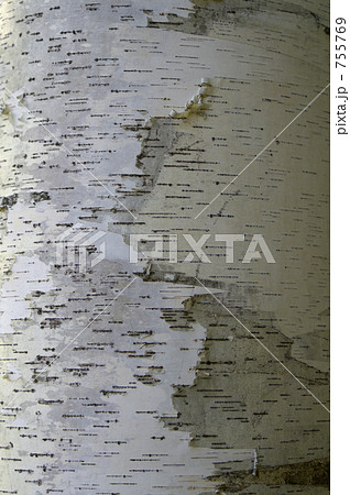 剥がれた白樺の幹 剥がれた白樺の幹 755769