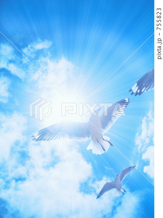 青空と太陽とかもめ 755823