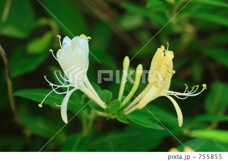 スイカズラ スイカズラ 755855