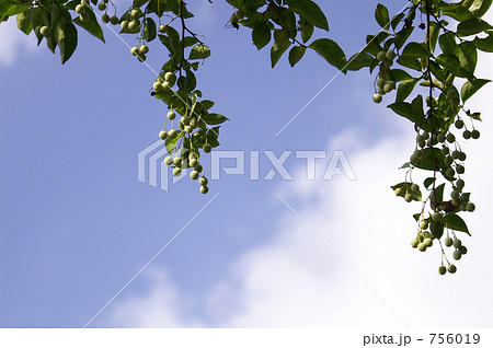 下がるエゴノキの実と葉 下がるエゴノキの実と葉 756019