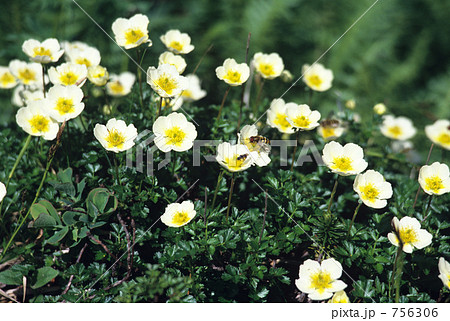 雲上の花畑 756306