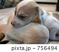 生後間もない子犬達 756494