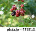 完熟しかけのブラックベリーの実 756513