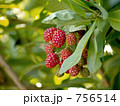 ブラックベリーの木 756514