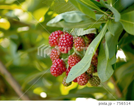 ブラックベリーの木 756514