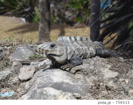 トゥルムのイグアナ トゥルムのイグアナ 756515