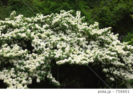 オオデマリ 756601