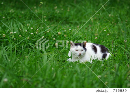 野良猫 756689