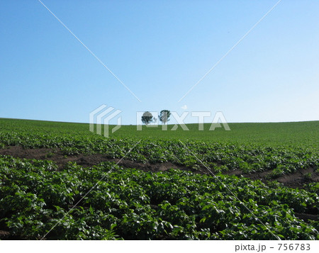 青空の下の親子の木 青空の下の親子の木 756783