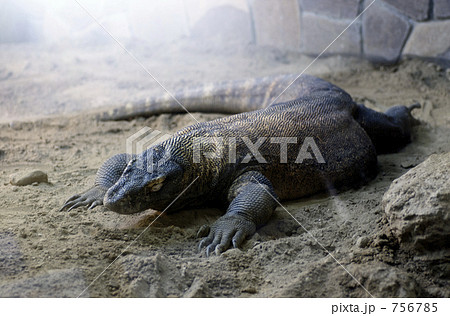 コモドオオトカゲ No.6 コモドオオトカゲ No.6 756785