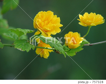 ヤマブキ　八重 757328