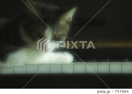 猫とピアノ 757664