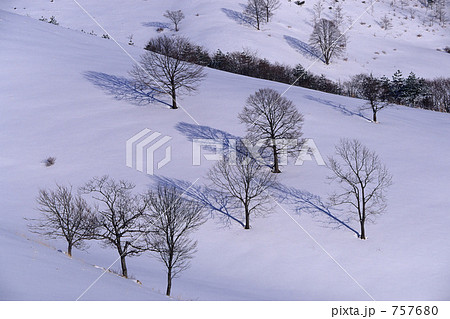 雪原の木々 757680