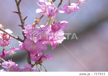 横浜ヒザクラ 757915