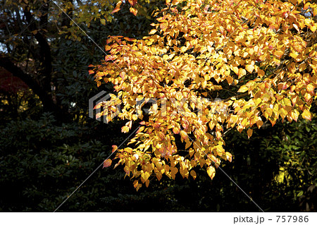 花の木の紅葉 757986