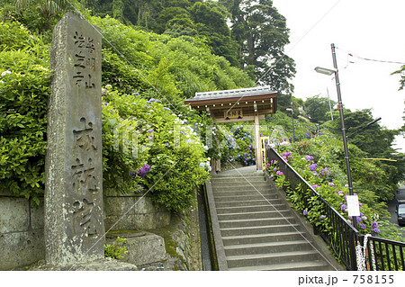 紫陽花の咲く成就院参道 紫陽花の咲く成就院参道 758155
