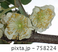 キウイフルーツの雄花 758224