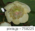 キウイフルーツの雌花 758225