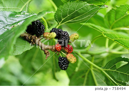 マルベリー/桑の実 マルベリー/桑の実 758494