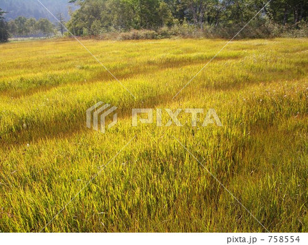草紅葉 草紅葉 758554