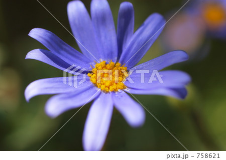 ブルーデージー ブルーデージー 758621