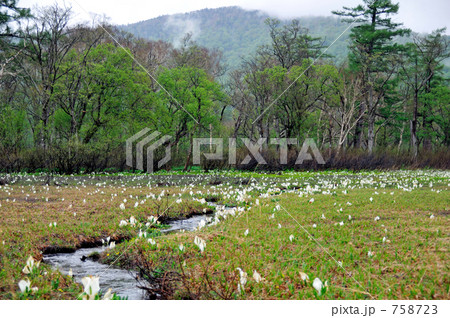 至仏山とミズバショウ 至仏山とミズバショウ 758723