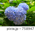 かわいいあじさい 758947