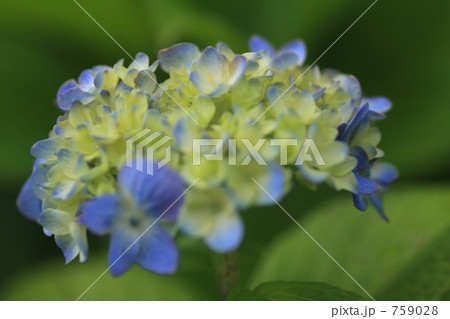 Hydrangea  759028