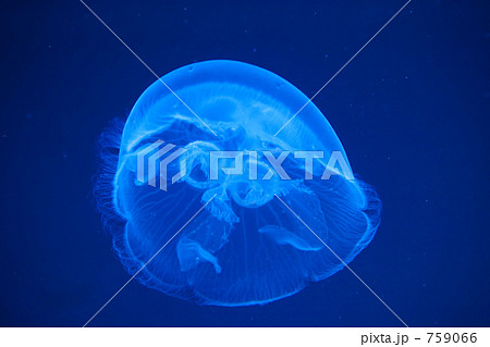 ミズクラゲ ミズクラゲ 759066