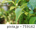 雨上がりの葉 759162