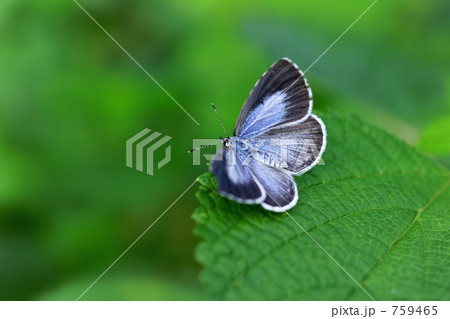 ルリシジミ♀ 759465