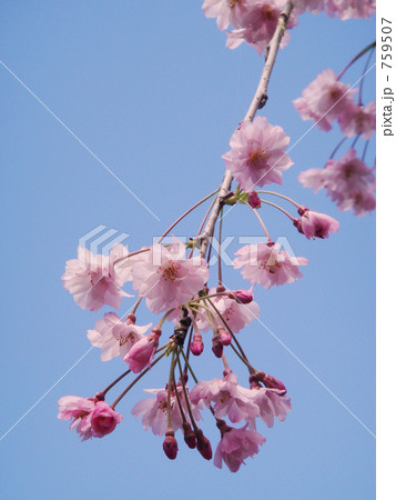 青空背景の八重紅枝垂(桜)の花。枝の先、クローズアップ。 759507