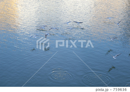 川面を飛びかう鳥たち 759636