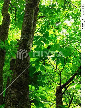 初夏のトチノキ 760117