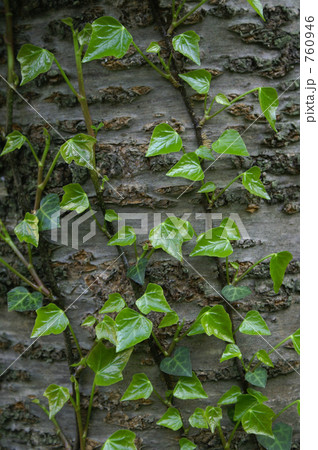 桜の幹に這う蔦 760946