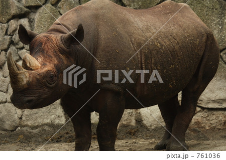 ヒガシクロサイ 761036