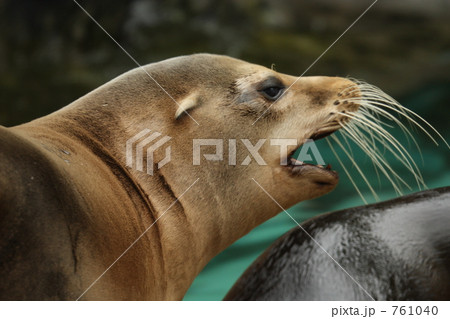 カリフォルニアアシカ 761040